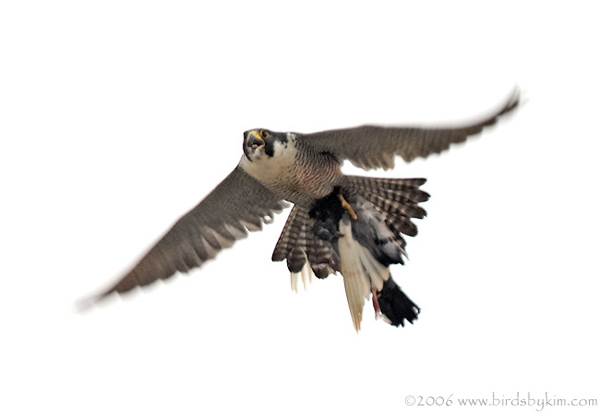 Peregrine falcon carrying prey (photo by Kim Steininger)