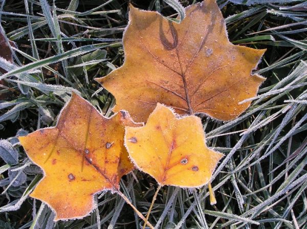 Frosty leaves (photo by Dianne Machesney)