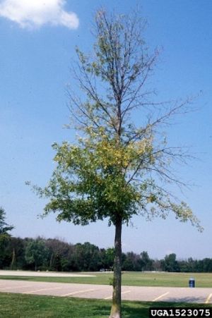 Ash tree dying of Emerald Ash Borer (photo from PA DCNR's EAB website)