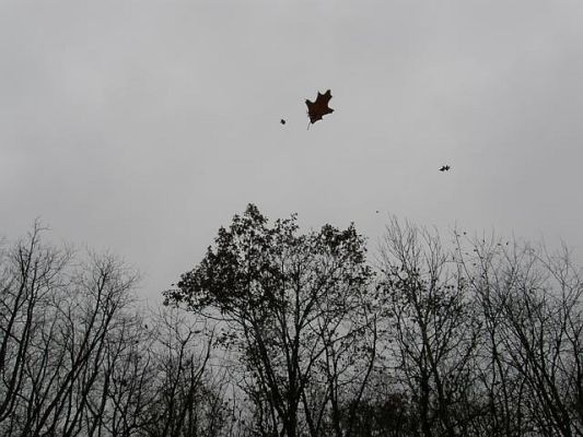 An oak leaf flies in November wind (photo by Marcy Cunkelman)