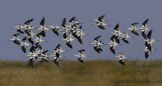 American Avocets at Bombay Hook (photo by Kim Steininger)