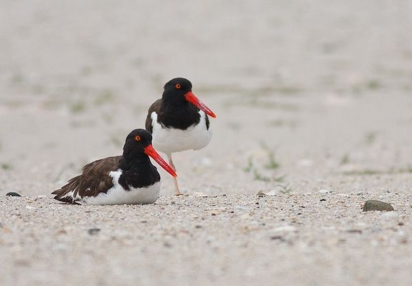 American Oystercatchers (photo by Brian Herman)