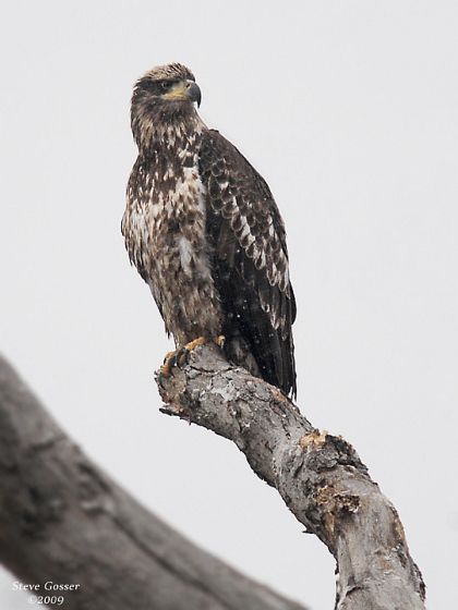 Immature Bald Eagle, Crooked Creek (photo by Steve Gosser)