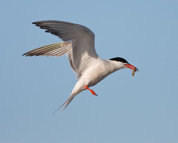 Common Tern (photo by Brian Herman)