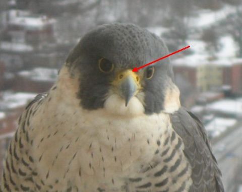 Illustration of the cere on a peregrine (photo by Pat Szczepanski, retouched)