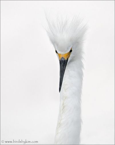 Snowy Egret (photo by Kim Steininger)