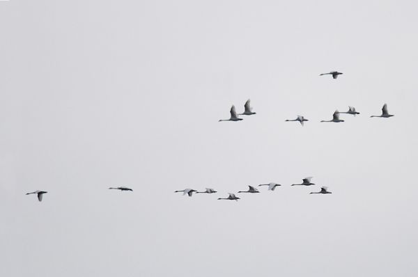 Flock of Tundra Swans (photo by Steve Gosser)