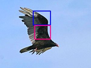 Turkey Vulture with lines showing underwing coverts (photo by Chuck Tague)