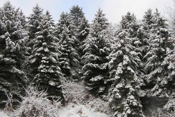 Snow on pines (photo by Dianne Machesney)