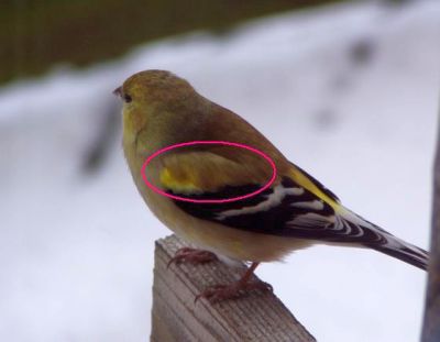 American goldfinch with scapulars circled (photo by Marcy Cunkelman)