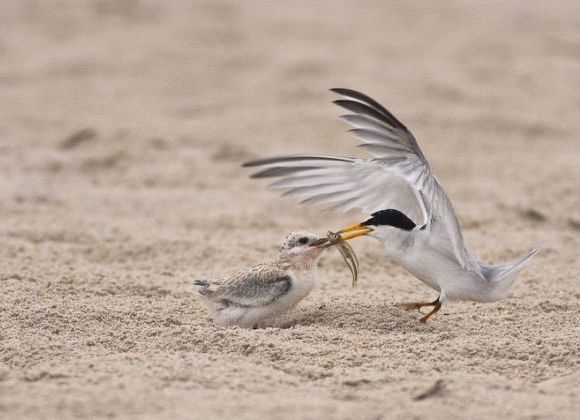 Least Tern feeding young (photo by Brian Herman)