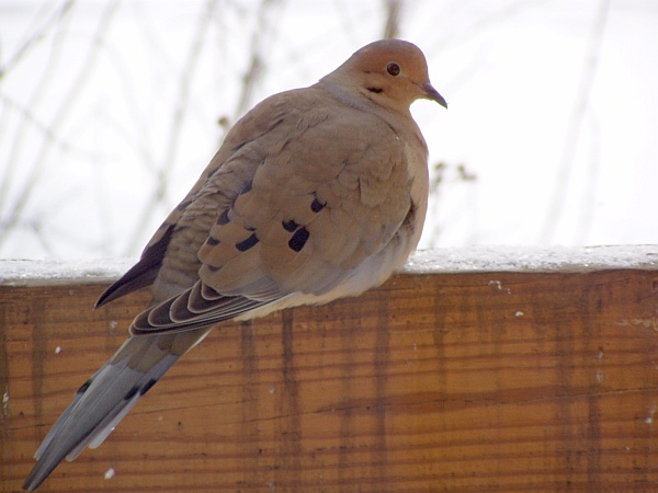 Mourning Dove in winter (photo by Marcy Cunklelman)