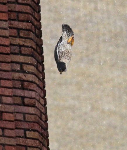 Peregrine falcon, SW, stoops at prey in Cleveland (photo by Chad+Chris Saladin)