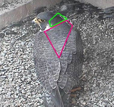 Peregrine falcon, illustrating nape and mantle (photo from the National Aviary webcam)