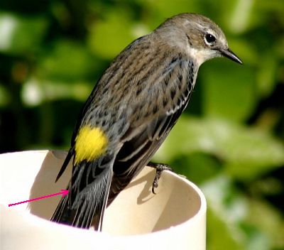 Yellow-rumped Warlber, illustrating upper tail coverts (photo by Chuck Tague)