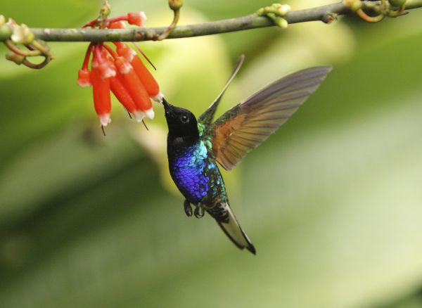A Velvet-purple Coronet from Nature: Hummingbirds: Magic in the Air