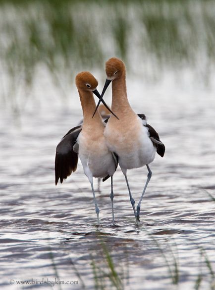 American Avocets in courtship dance (photo by Kim Steininger)