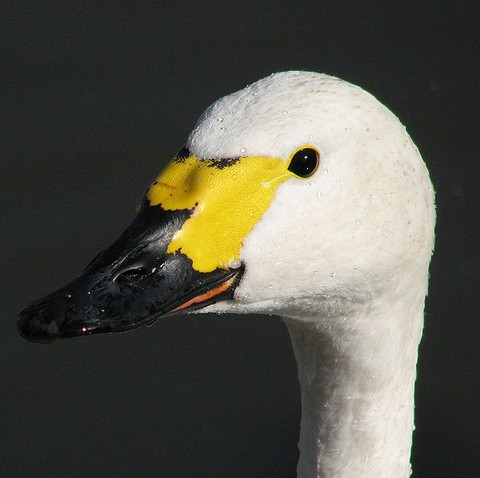 Bewick's swan (photo from Wikimedia Commons)