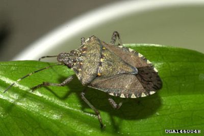 Brown marmorated stink bug (photo from The Bugwood Network via Wikimedia)