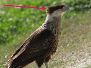 Juvenile Crested Caracara (photo by Chuck Tague, altered to highlight its crest)