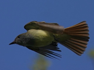 Great Crested Flycatcher in flight (photo by Chuck Tague)