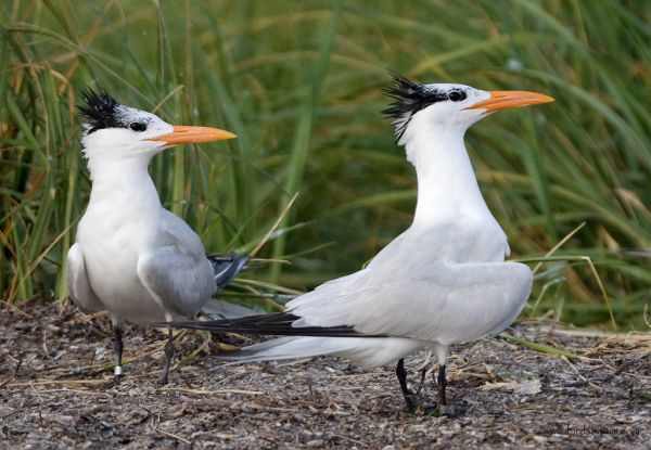 Pair of Royal Terns in New Jersey (photo by Kim Steininger)