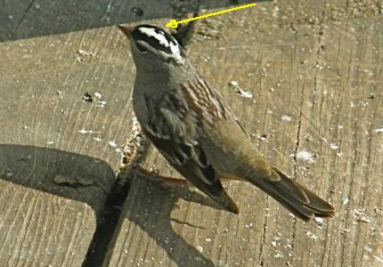 White-crowned Sparrow (photo by Marcy Cunkelman, altered to highlight the crown)