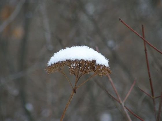 Queen Anne's Lace in winter (photo by Marcy Cunkelman)