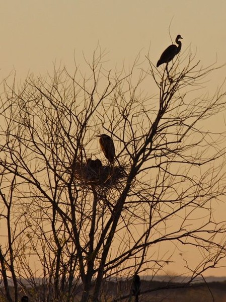 Great blue herons' nest at sunrise (photo by Chuck Tague)