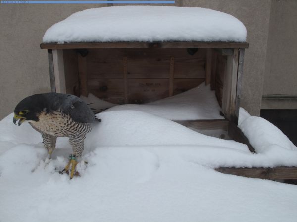 Peregrine (Beauty) in deep snow, Feb 27, 2010 (photo from Rochester, NY webcam)