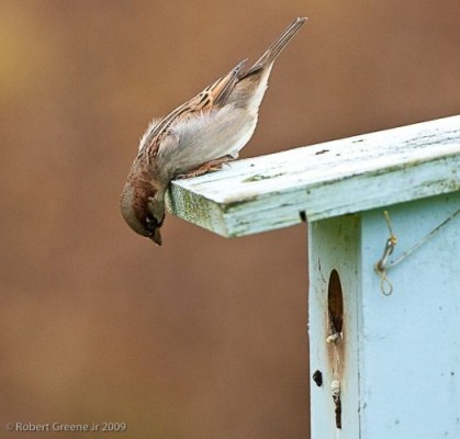 House sparrow eyeing a bluebird nest box (photo by Bobby Greene)