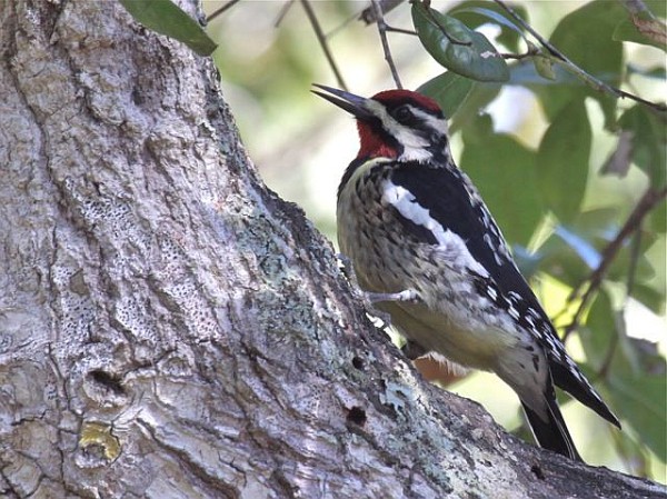 Yellow-bellied sapsucker (photo by Chuck Tague)
