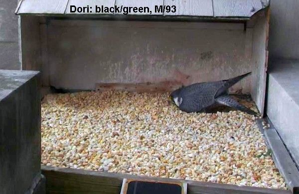 Dori is large; her tail touches the wall (photo from the National Aviary falconcam at Gulf Tower)