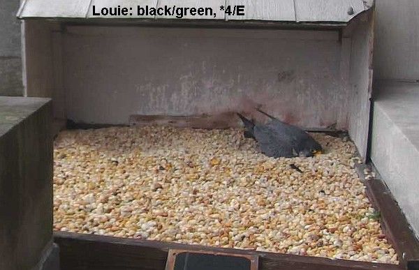 Louie is small (photo from the NationalAviary falconcam at Gulf Tower)