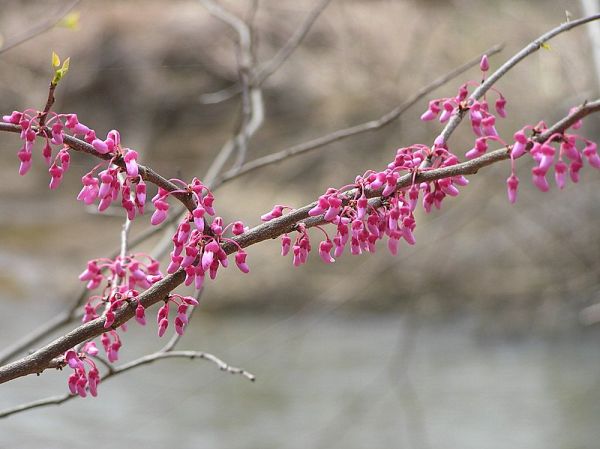 Redbud blooming (photo by Dianne Machesney)