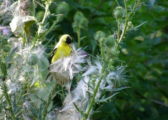 American goldfinch on thistle (photo by Marcy Cunkelman)