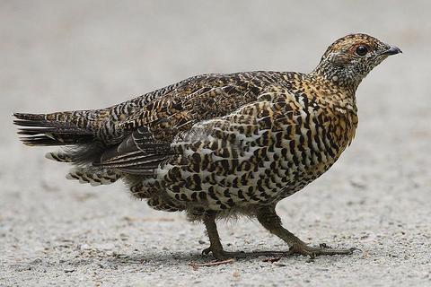 Female spruce grouse in Canada (photo from Wikimedia Commons)