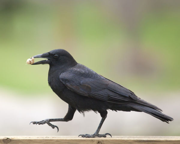 American Crow with peanut (photo from Shutterstock by Al Mueller)