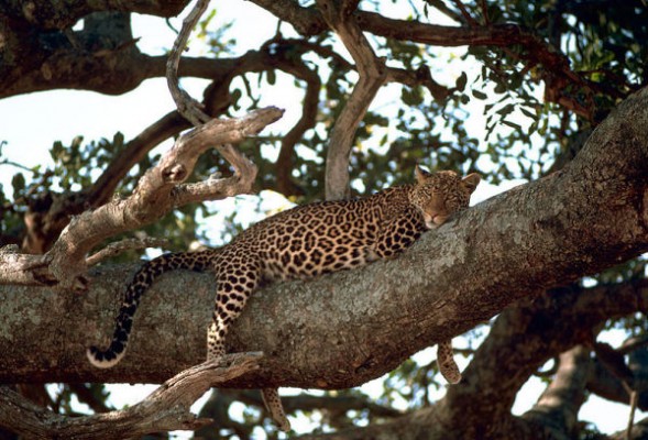 Leopard on a tree (photo from Wikimedia Commons)