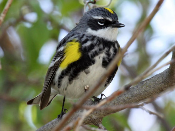 Yellow-rumped Warbler in spring (photo by Chuck Tague)