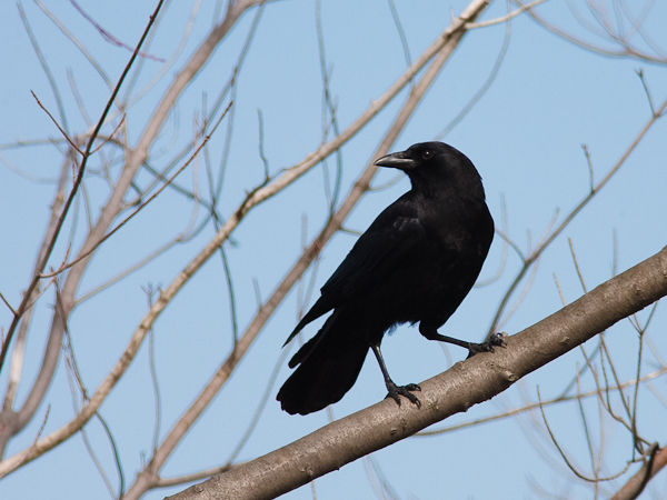 American Crow (photo by Brian Herman)