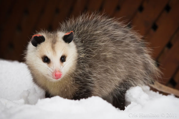 Opossum in winter (photo by Cris Hamilton)