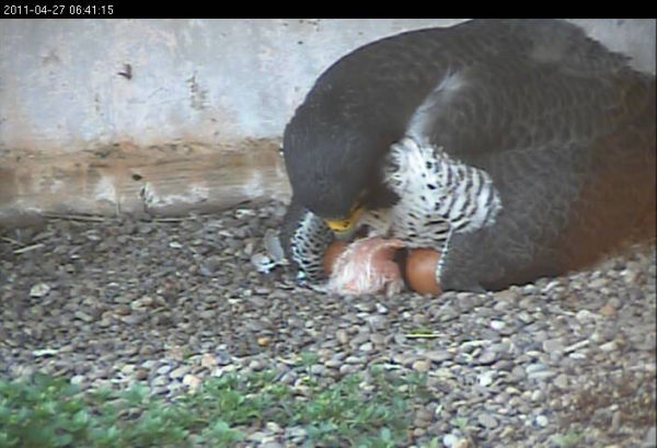 First peregrine chick hatched at Gulf Tower (photo from the National Aviary falconcam)
