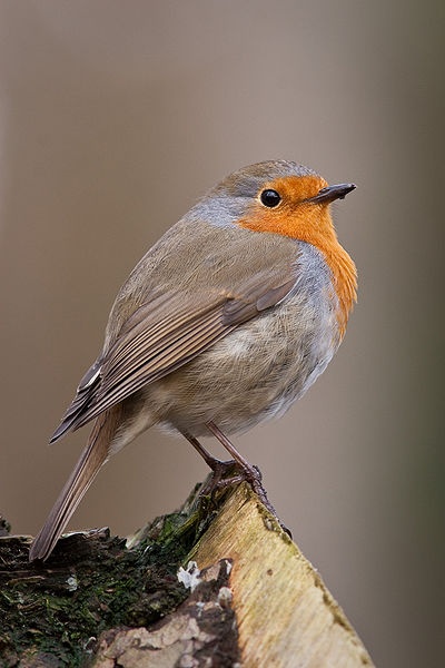 European Robin (photo from Wikimedia Commons)