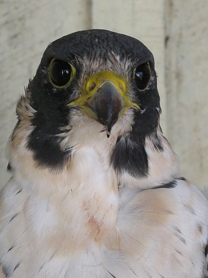 Arctic peregrine, Island Girl (photo from the Southern Cross Peregrine Project)