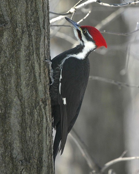 Male Pileated Woodpecker (photo by Dick Martin)