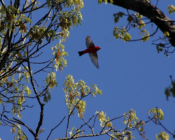 Scarlet Tanager in flight (photo by Chuck Tague)