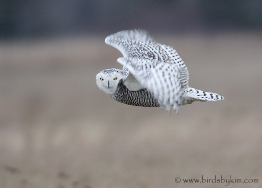 Snowy Owl in flight (photo by Kim Steininger)