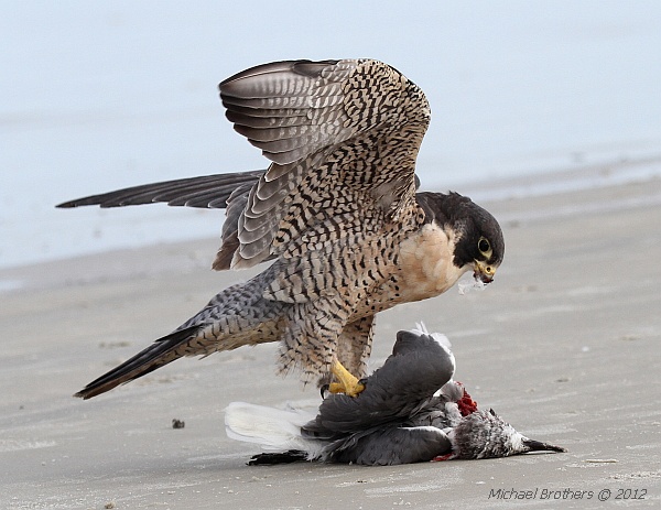 Peregrine Falcon eating Laughing Gull, Daytona Beach Shores (photo by Michael Brothers)
