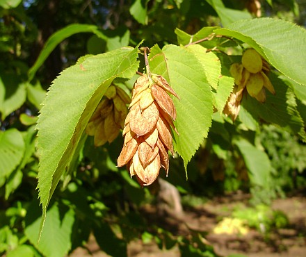 Hornbeam tree fruit